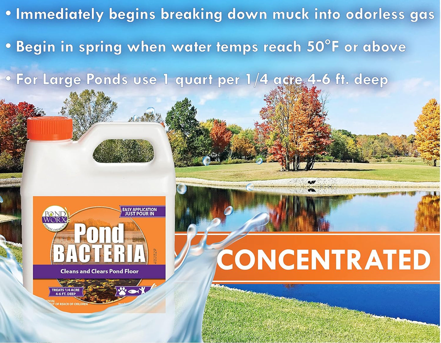 Pondworx Pond Bacteria - Concentrated & Formulated for Large Ponds, Water Features - Safe for Koi - 32Ounes & Treats up to a Quarter Acre Pond