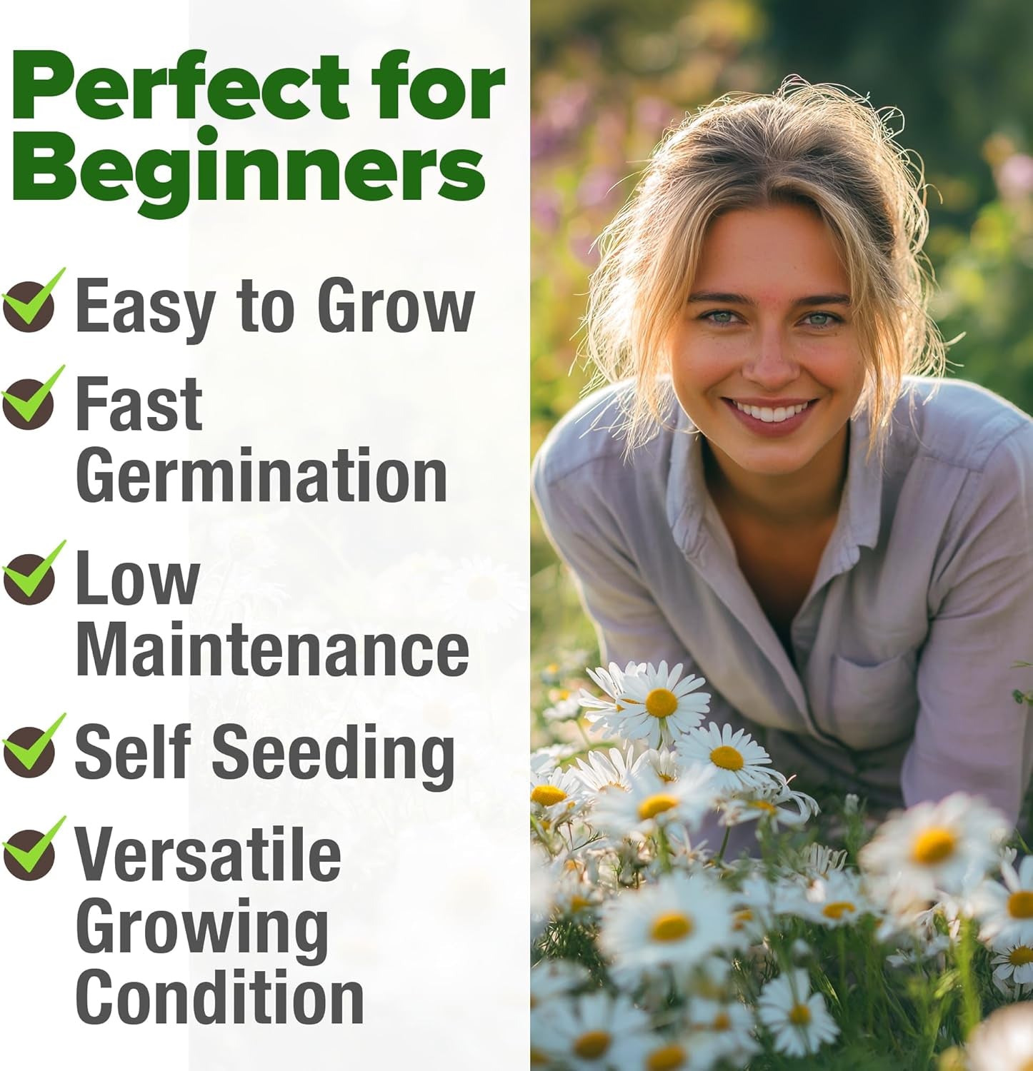 German Chamomile Seed Pack - 2280 Heirloom Chamomile Seeds for Planting Non-Gmo Herb Seeds for Creating a Sustainable Herb Garden for Medicinal Herbal Teas (Matricaria Chamomilla) TLBH