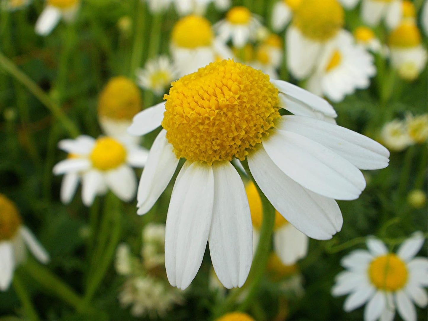 Seeds German Chamomile - Matricaria Chamomilla - 2500 Seeds Heirloom Herbs - GMO Free TLBH