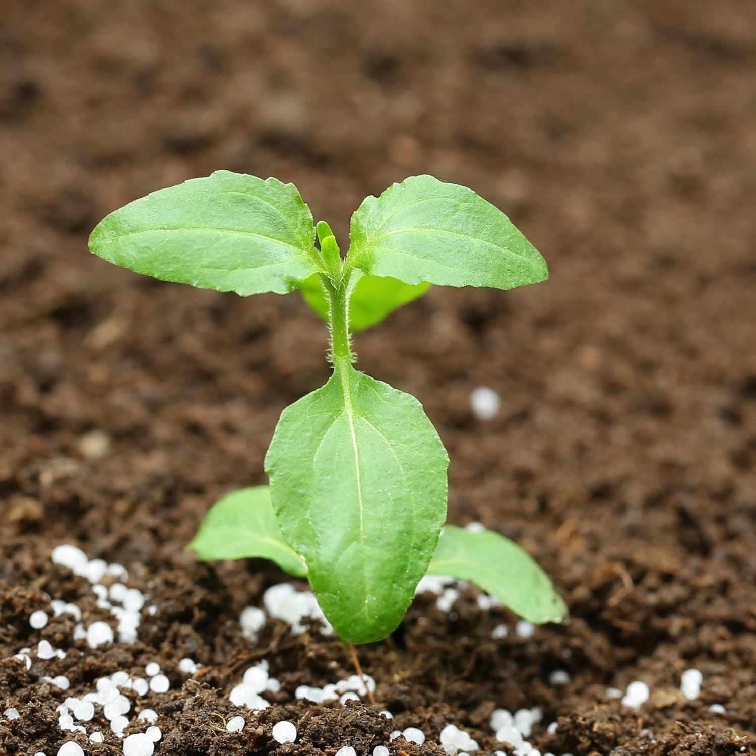 , Holy Basil Seeds - 500 Heirloom Seeds for Planting Ocimum Sanctum - Medicinal Tulsi Herb to Plant Indoors or Outdoors, Non-Gmo & Untreated (2 Packs) TLBH