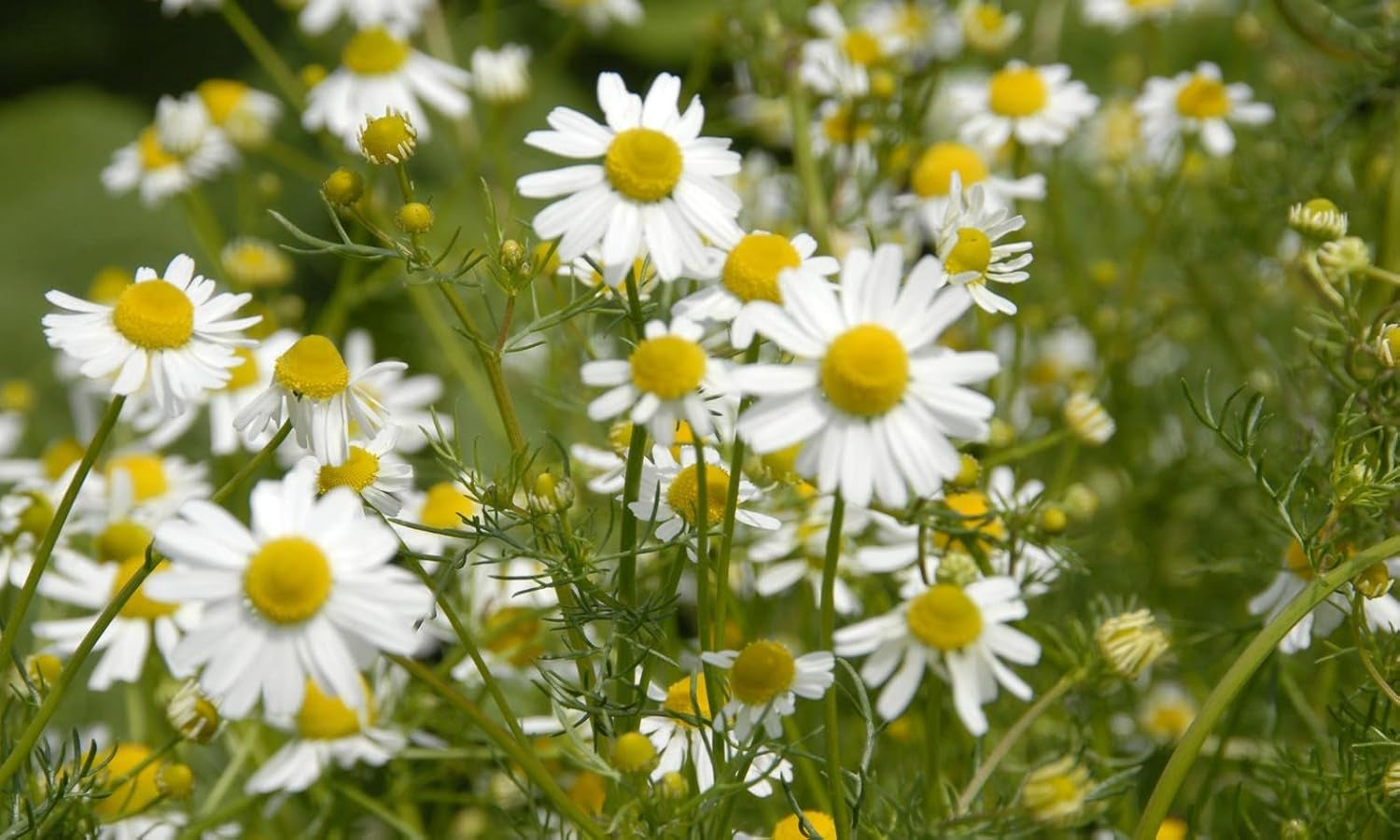 2500+ Chamomile (Matricaria Chamomilla) Medicinal - Herb Yellow TLBH