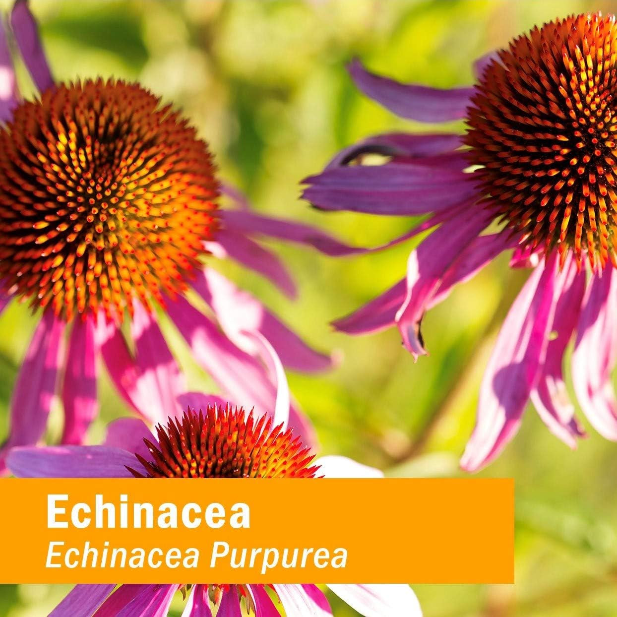 Kids Certified-Organic Alcohol-Free Echinacea Glycerite Liquid Extract, 1 Ounce TLBH