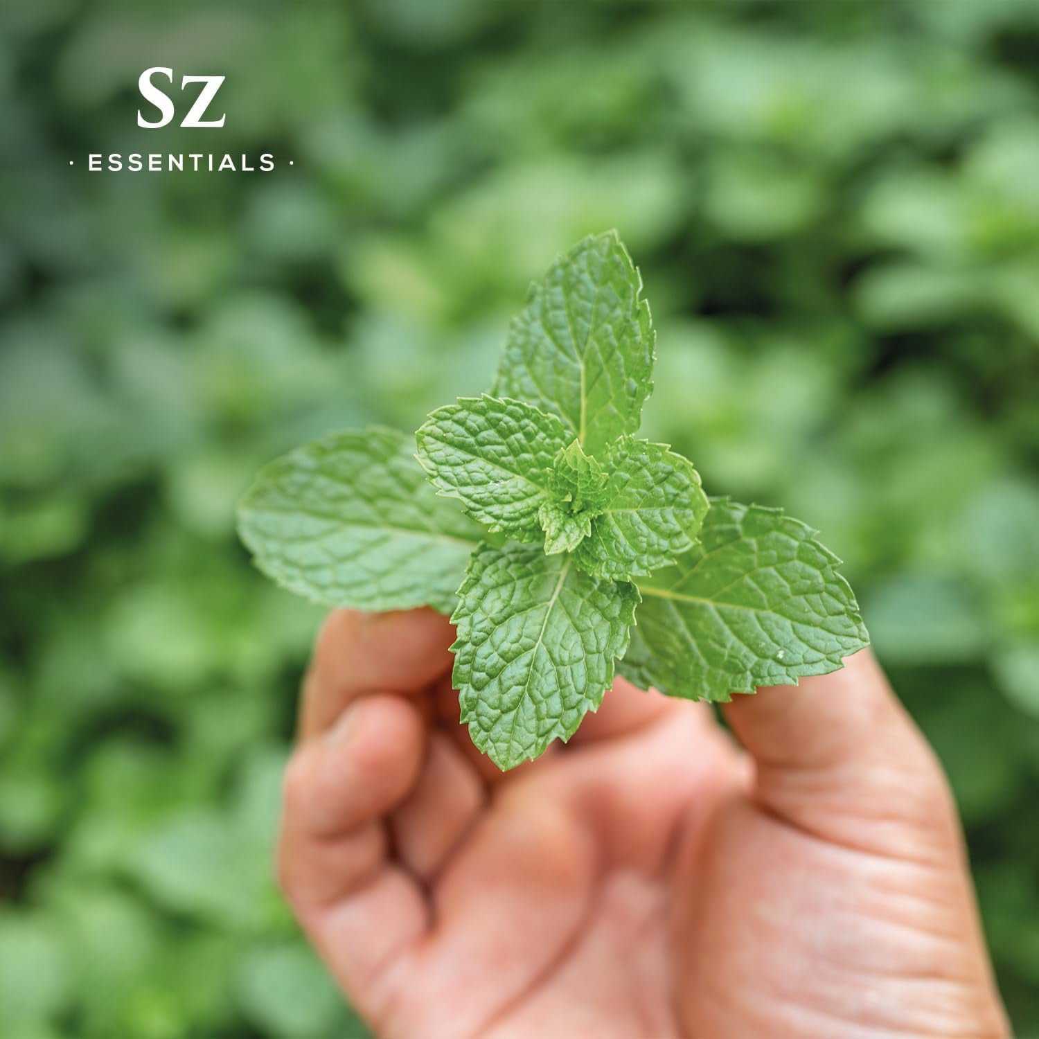 Peppermint Essential Oil - Sweet Candy Cane Scent! the Real Deal - 100% Pure and Natural - Undiluted - 5Ml TLBH