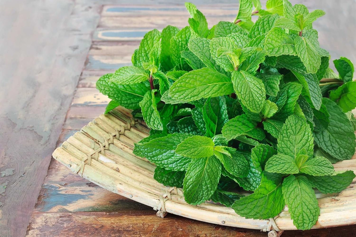 Seeds Mint Peppermint Mentha Medicinal Herbs Garden for Planting Non GMO 1000 Seeds TLBH