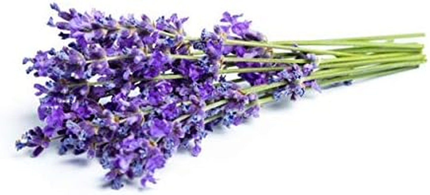 English Vera Lavender Seeds for Planting, 1000+ Seeds per Packet, (), Non GMO & Heirloom Seeds, Botanical Name: Lavandula Angustifolia, Great Herb Garden Gift TLBH