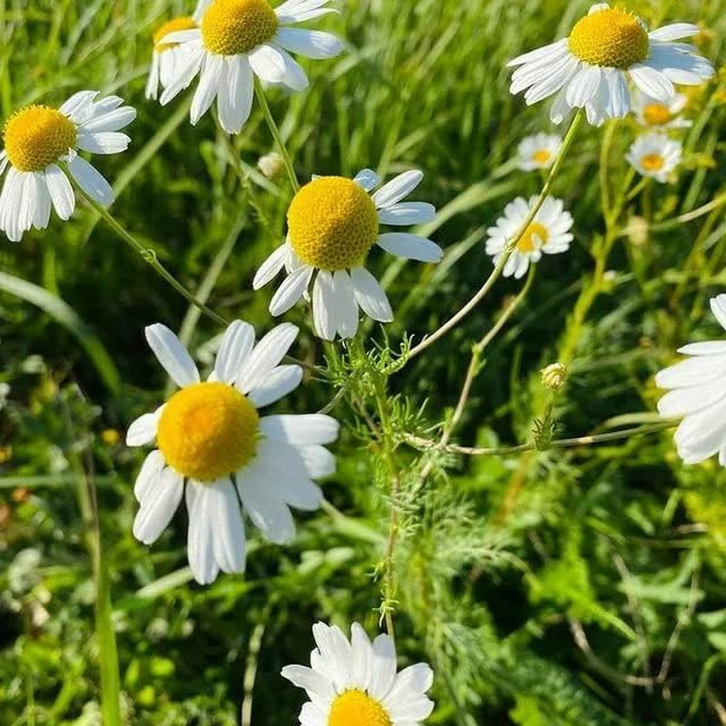 Seeds German Chamomile - Matricaria Chamomilla - 2500 Seeds Heirloom Herbs - GMO Free TLBH