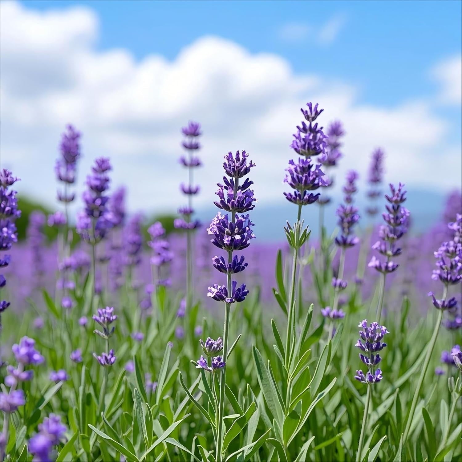 2000 Lavender Seeds for Planting Organic Lavandula Angustifolia, Non-Gmo Perennial Flowering Lavender Plants for Outdoors & Indoor Garden, Suitable for Gardening Enthusiasts TLBH