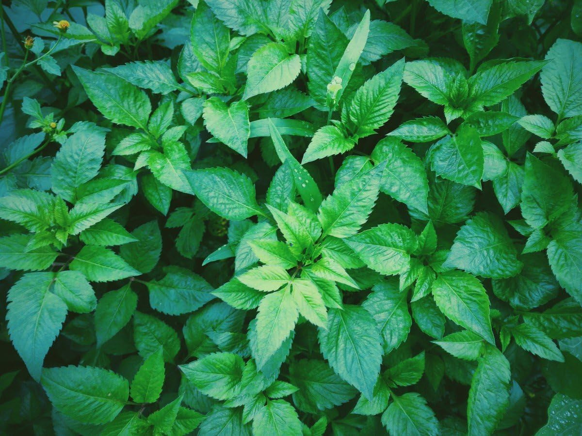 Seeds Mint Peppermint Mentha Medicinal Herbs Garden for Planting Non GMO 1000 Seeds TLBH