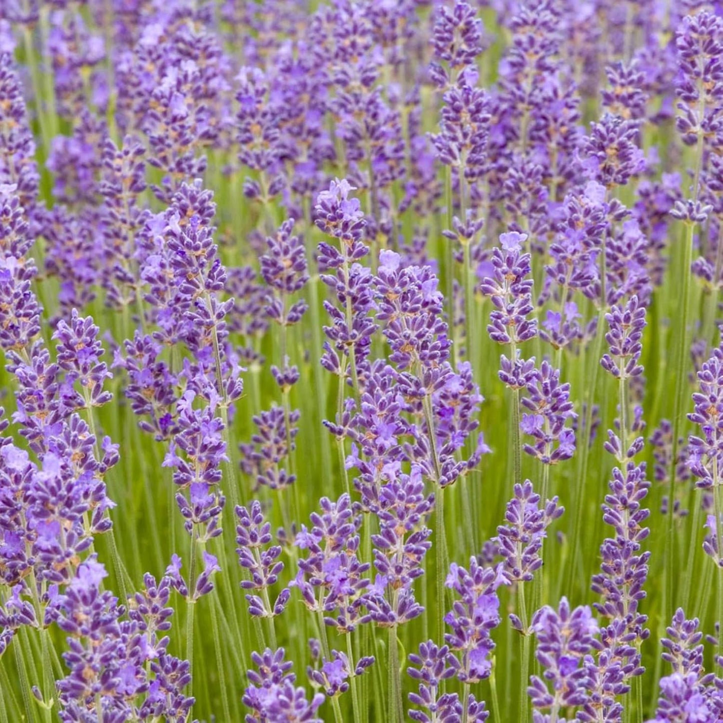 Munstead Lavender Seeds Lavandula Angustifolia 'Munstead' Aromatic Foliage Bushy Perennial Herb Attract Bees & Butterflies Drought Tolerant Garden Outdoor 500Pcs Flower Seeds by YEGAOL Garden TLBH