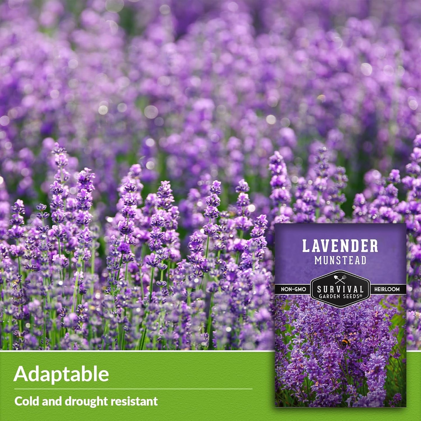 Munstead Lavender Seed for Planting - 1 Packet with Instructions to Plant & Grow Compact Dwarf Lavandula Angustifolia Bushes in Your Home Garden - Non-Gmo Heirloom Variety - TLBH