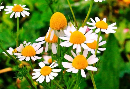 Seeds German Chamomile - Matricaria Chamomilla - 2500 Seeds Heirloom Herbs - GMO Free TLBH