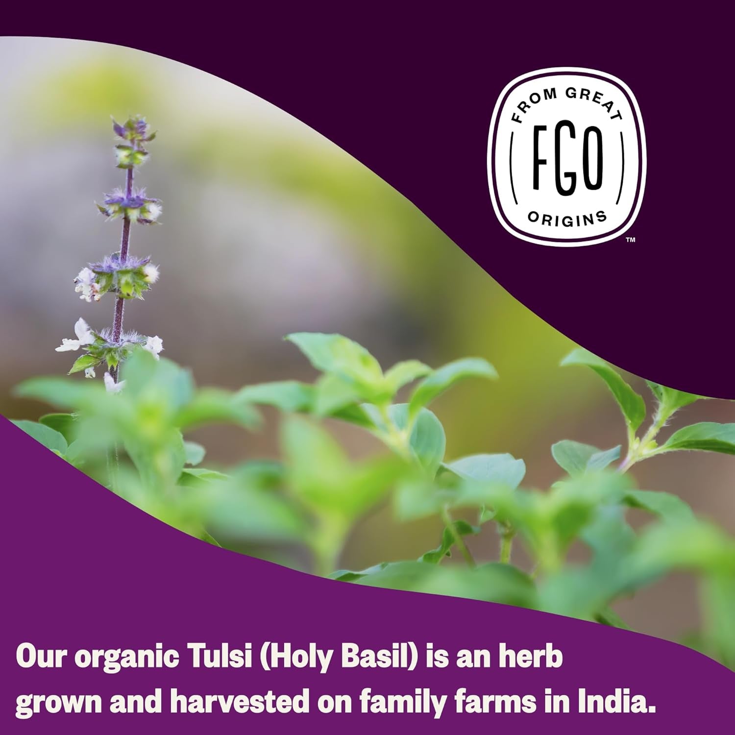 Organic Tulsi Holy Basil Tea, 100 Count, Eco-Conscious Herbal Tea Bags, Resealable Bag, Caffeine Free, Packaging May Vary (Pack of 1) TLBH