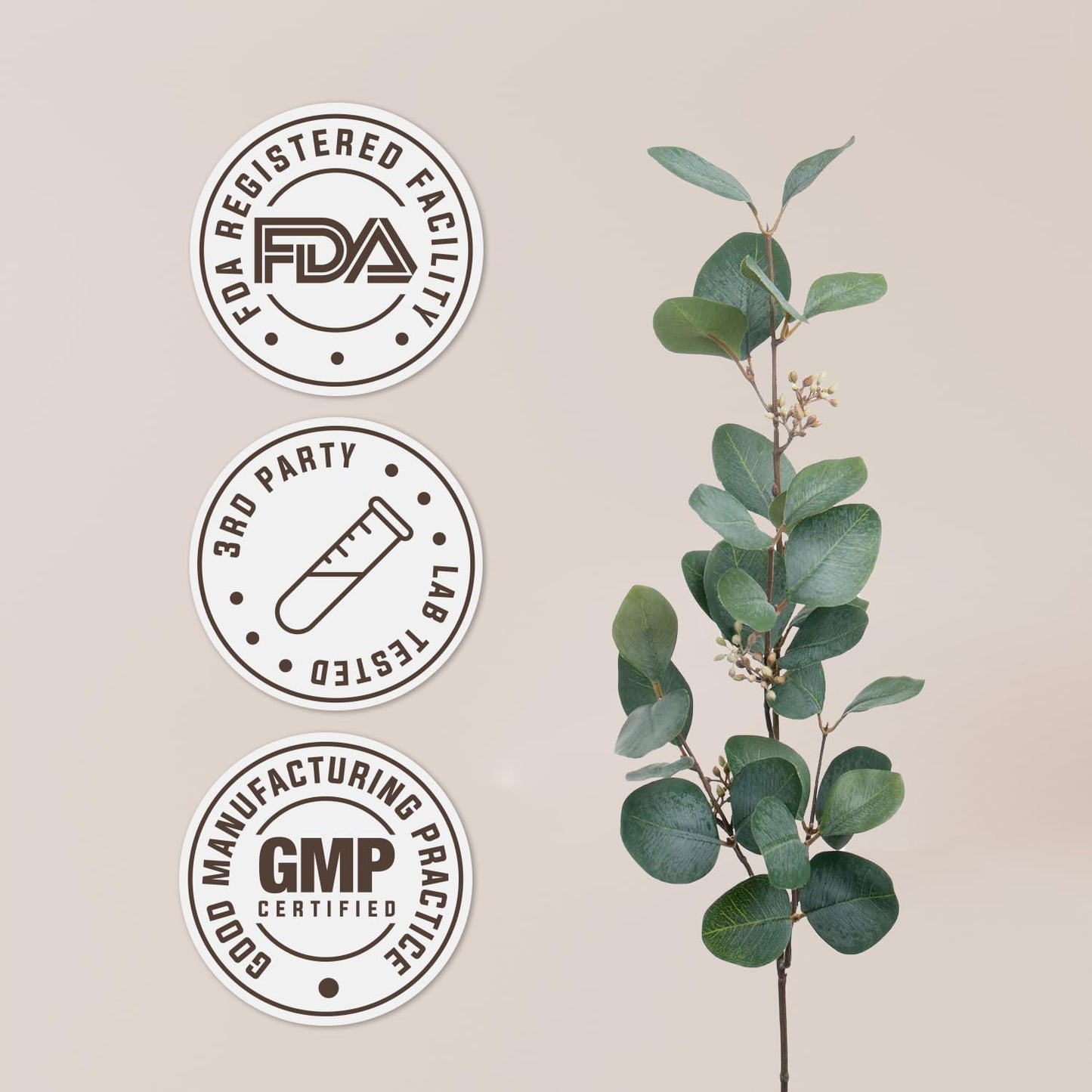 Ceylon Cinnamon USDA Organic Alcohol-Free Extract | Dietary Supplement, High-Potency Tincture | Natural Certified Organic Ceylon Cinnamon (Cinnamomum Verum) Dried Bark (4 Oz) TLBH