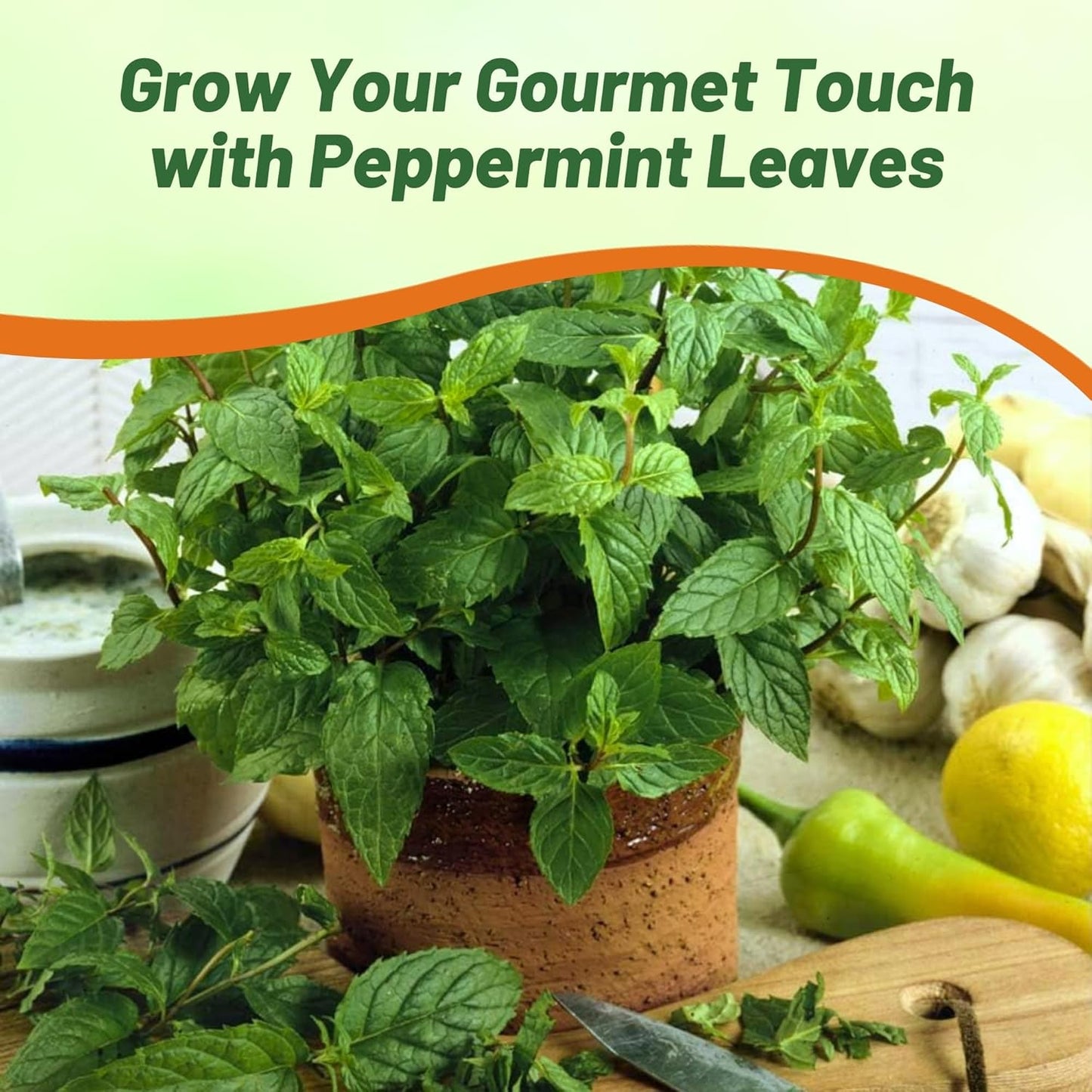 1000 Seeds Perennial Mentha Piperita Peppermint Herb Garden Seed for Planting TLBH