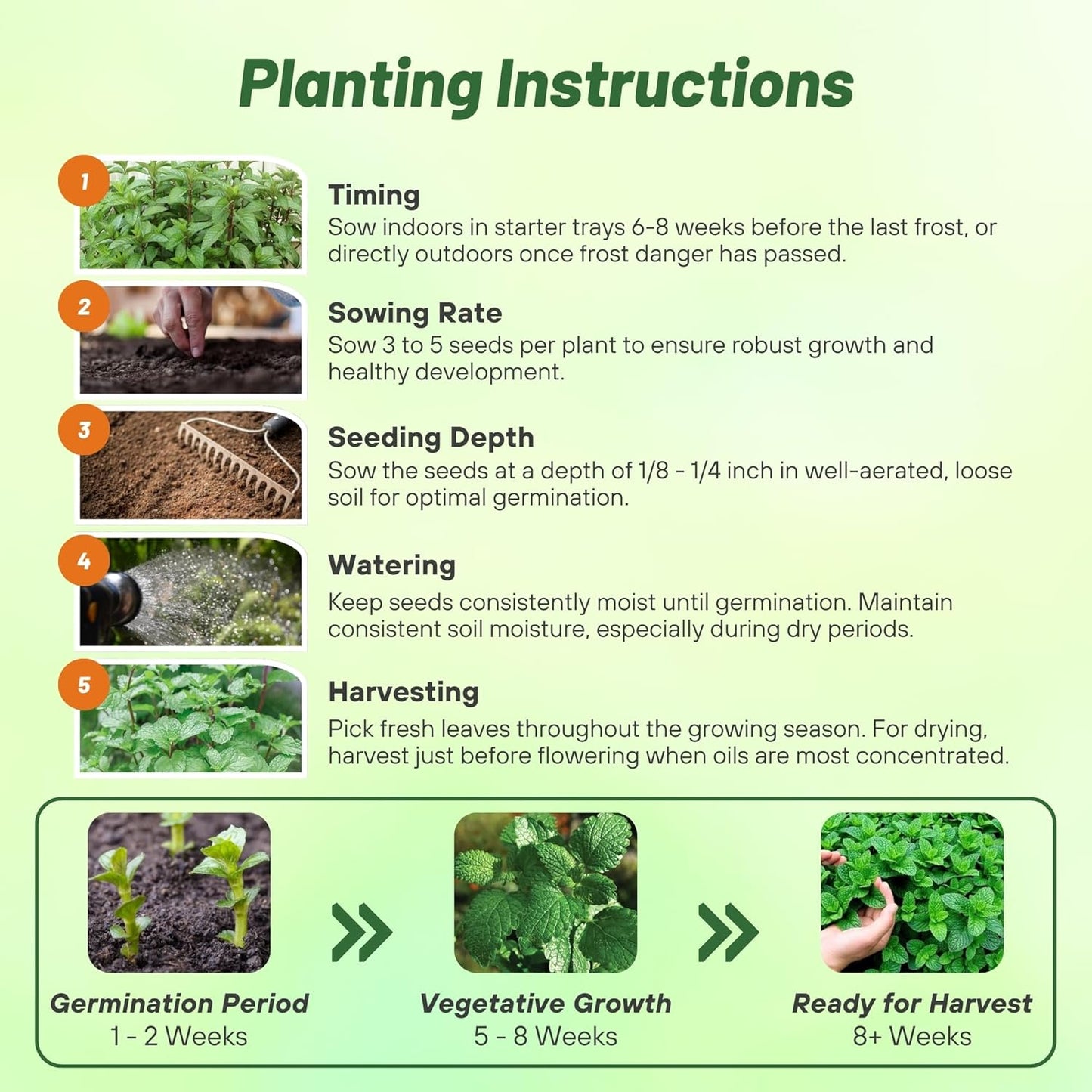 1000 Seeds Perennial Mentha Piperita Peppermint Herb Garden Seed for Planting TLBH