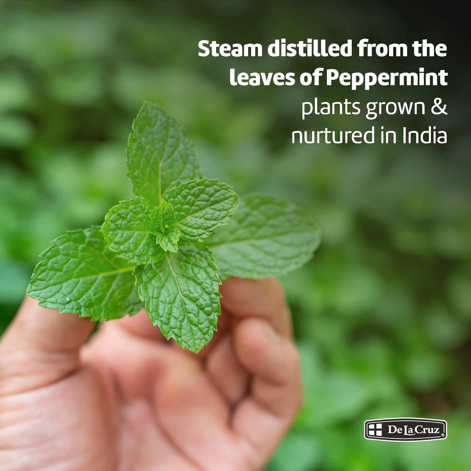 Peppermint Essential Oil - 100% Peppermint Oil for Aromatherapy - Steam Distilled - 1 Fl OZ TLBH