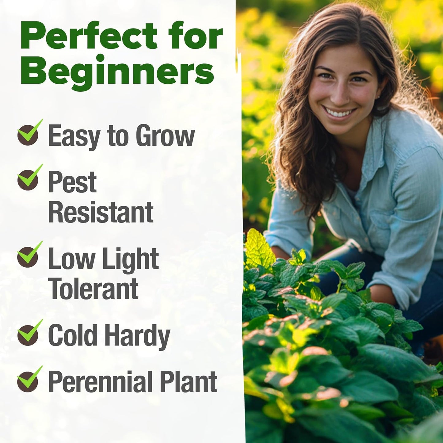 Peppermint Seeds Pack – 2,370 Non-Gmo, Heirloom Mint Seeds for Planting. Grow Peppermint Plants in Your Herb Garden Indoors or Outdoors (Mentha × Piperita) TLBH