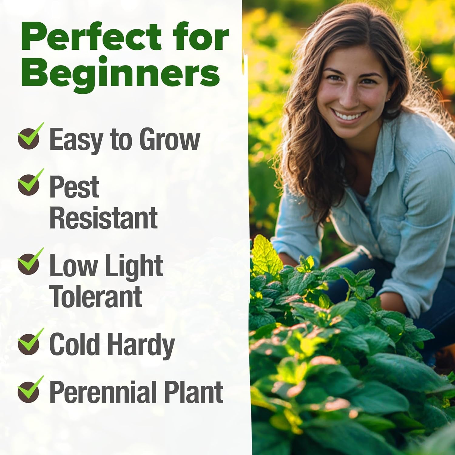 Peppermint Seeds Pack – 2,370 Non-Gmo, Heirloom Mint Seeds for Planting. Grow Peppermint Plants in Your Herb Garden Indoors or Outdoors (Mentha × Piperita) TLBH