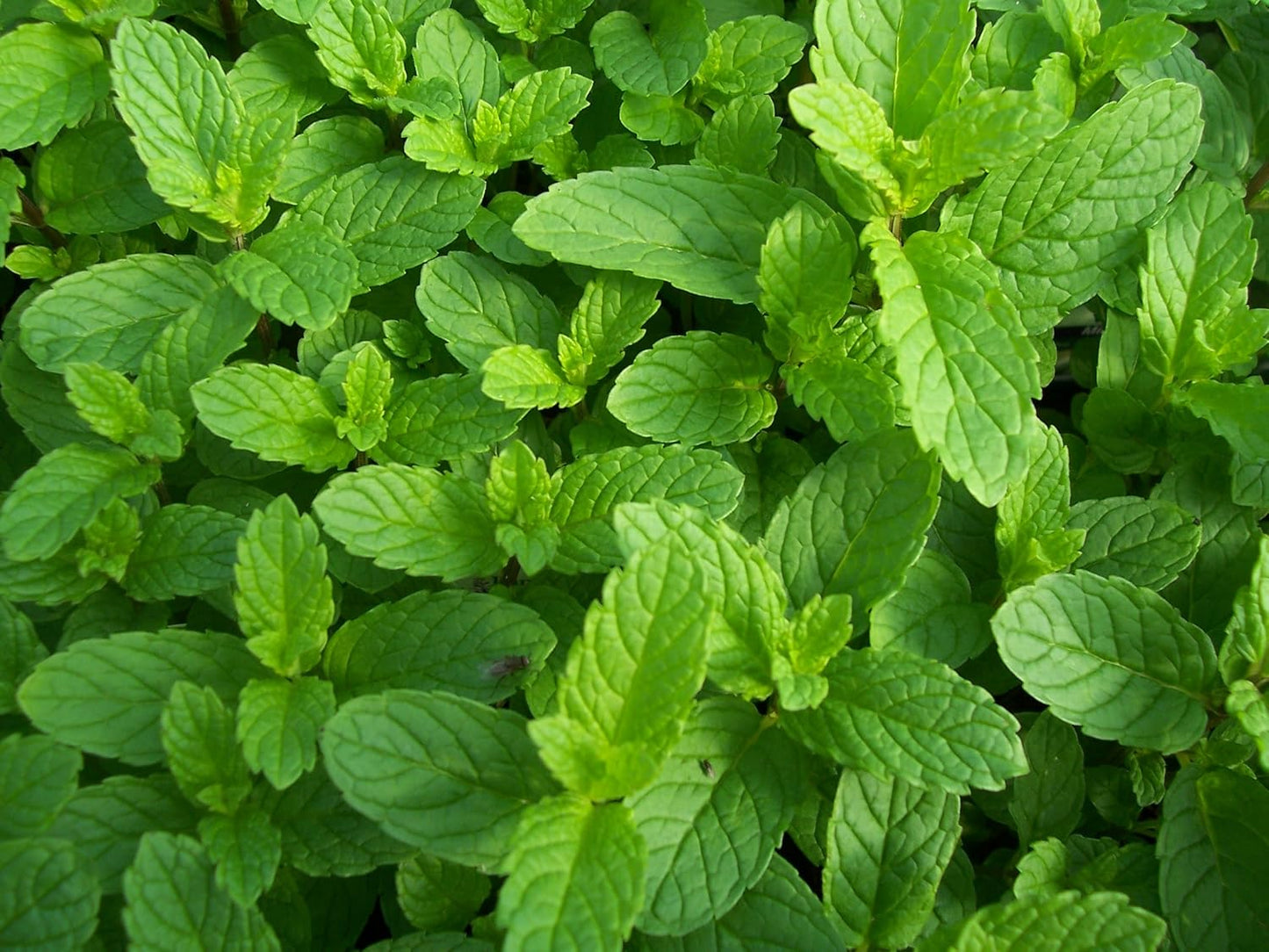 Seeds Mint Peppermint Mentha Medicinal Herbs Garden for Planting Non GMO 1000 Seeds TLBH