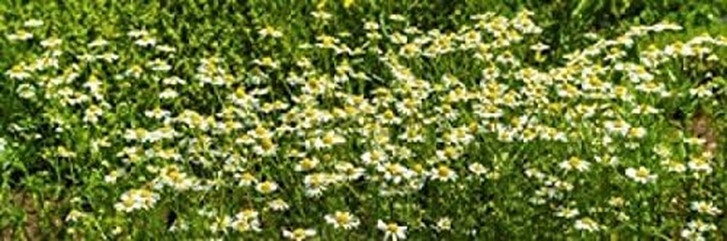German Chamomile (Matricaria Chamomilla) in Bloom Poster Print, (15 X 6) TLBH