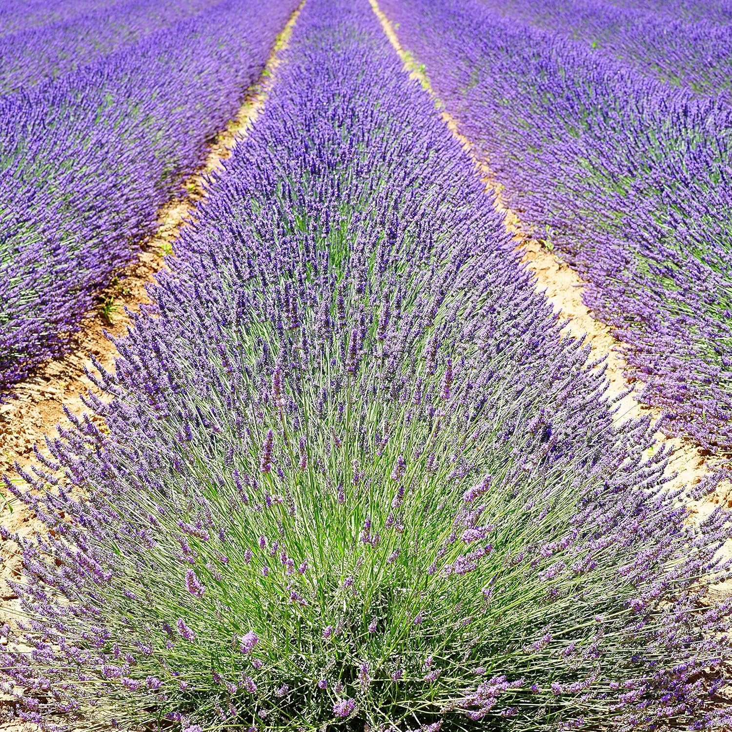 - English Lavender Seeds for Planting 250 Mg, 200 Heirloom Seeds, Non-Gmo, Packet Includes Instructions for Growing, Lavandula Angustifolia TLBH