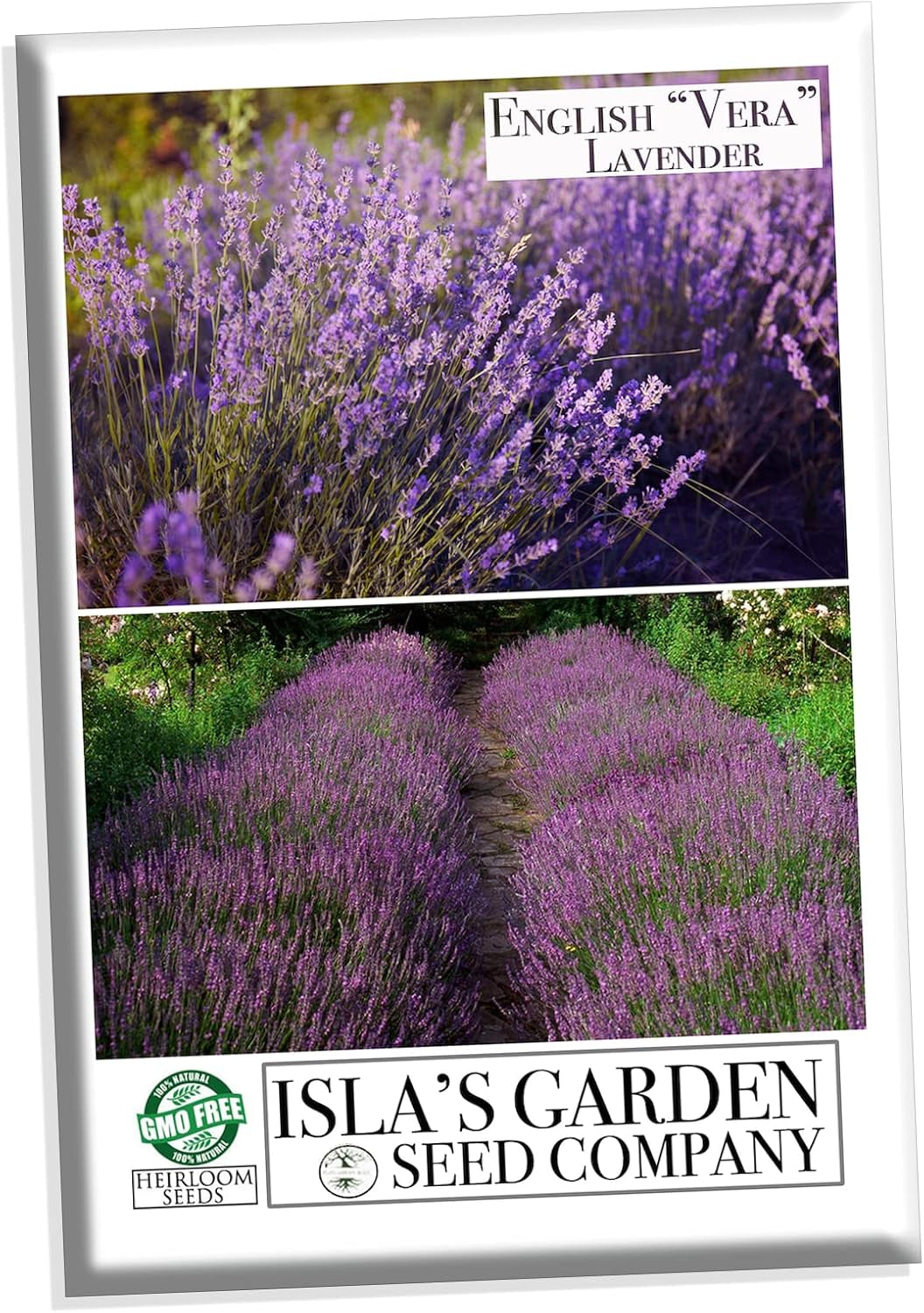 English Vera Lavender Seeds for Planting, 1000+ Seeds per Packet, (), Non GMO & Heirloom Seeds, Botanical Name: Lavandula Angustifolia, Great Herb Garden Gift TLBH