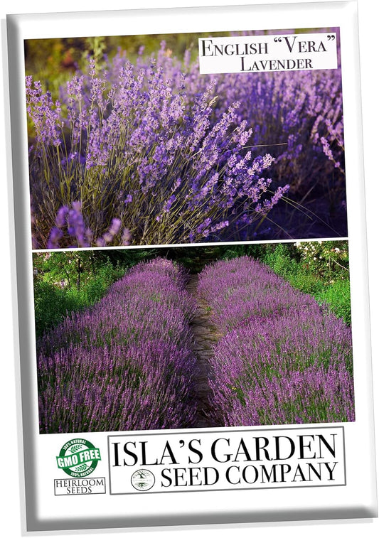 English Vera Lavender Seeds for Planting, 1000+ Seeds per Packet, (), Non GMO & Heirloom Seeds, Botanical Name: Lavandula Angustifolia, Great Herb Garden Gift TLBH