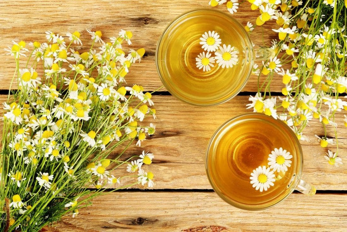 Common German Chamomile Flower/Herb Seeds for Planting, 1000+ Seeds per Packet, (), Non GMO & Heirloom Seeds, Botanical Name: Matricaria Chamomilla, Great Herb Garden Gift TLBH