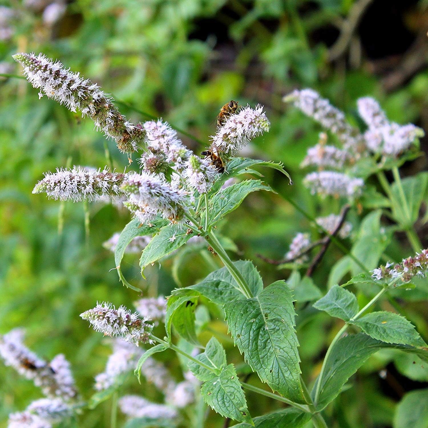 1000 Seeds Perennial Mentha Piperita Peppermint Herb Garden Seed for Planting TLBH