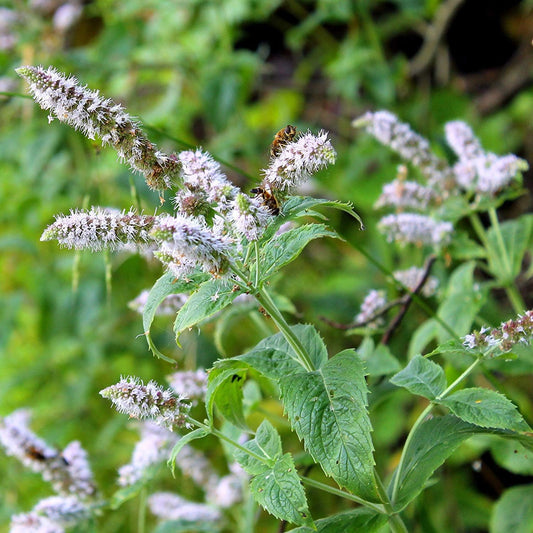 1000 Seeds Perennial Mentha Piperita Peppermint Herb Garden Seed for Planting TLBH