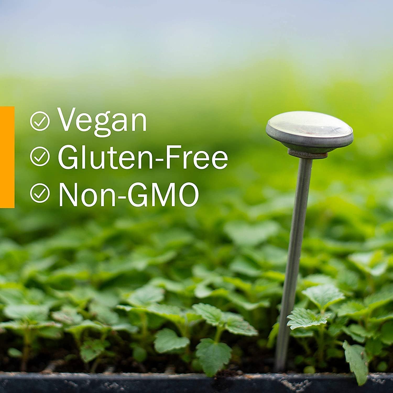 Kids Certified-Organic Alcohol-Free Echinacea Glycerite Liquid Extract, 1 Ounce TLBH