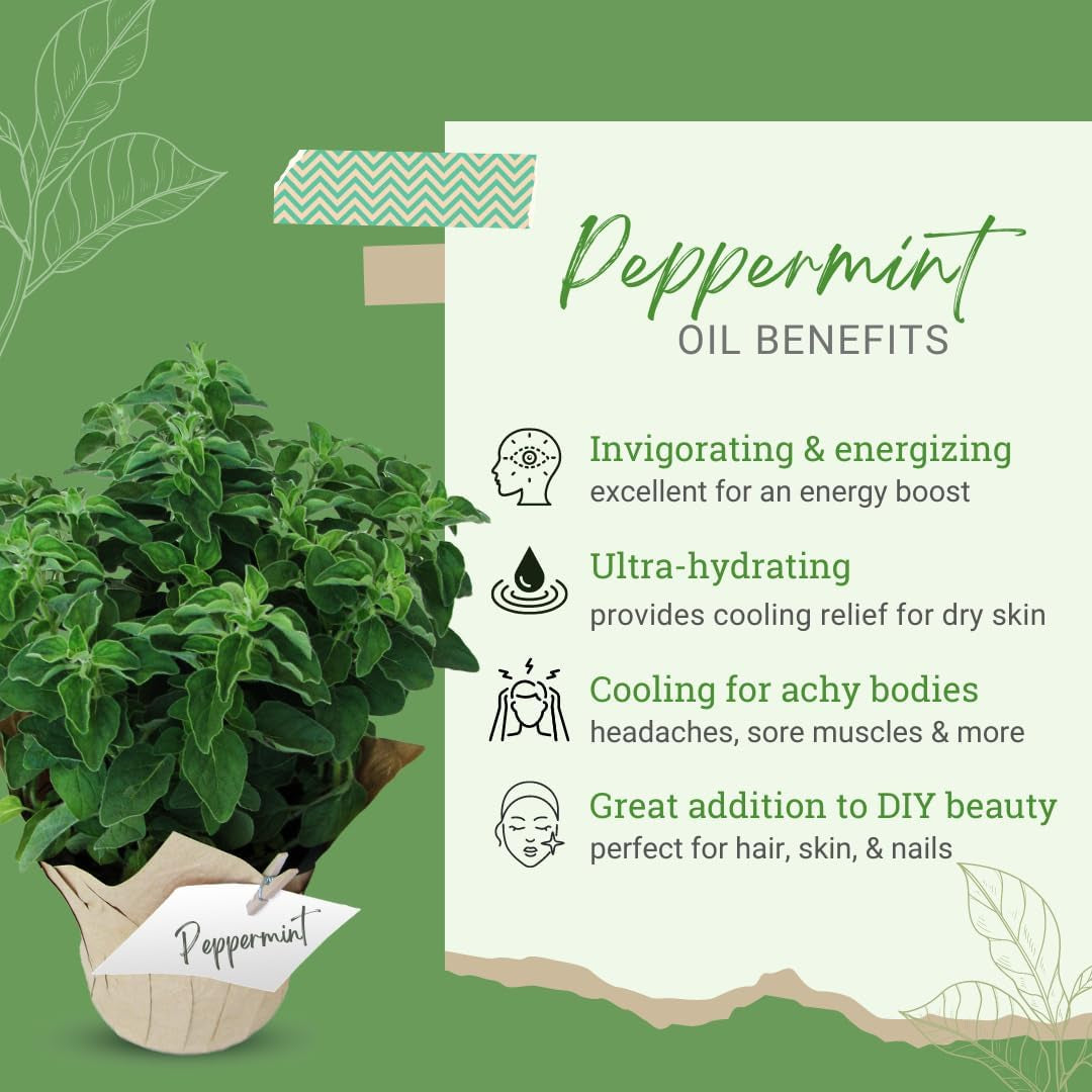 Peppermint Essential Oil (Mentha Piperita) – 8 Fl Oz (237 Ml) Aluminum Bottle W/Plug Cap – 100% Pure Essential Oil – TLBH