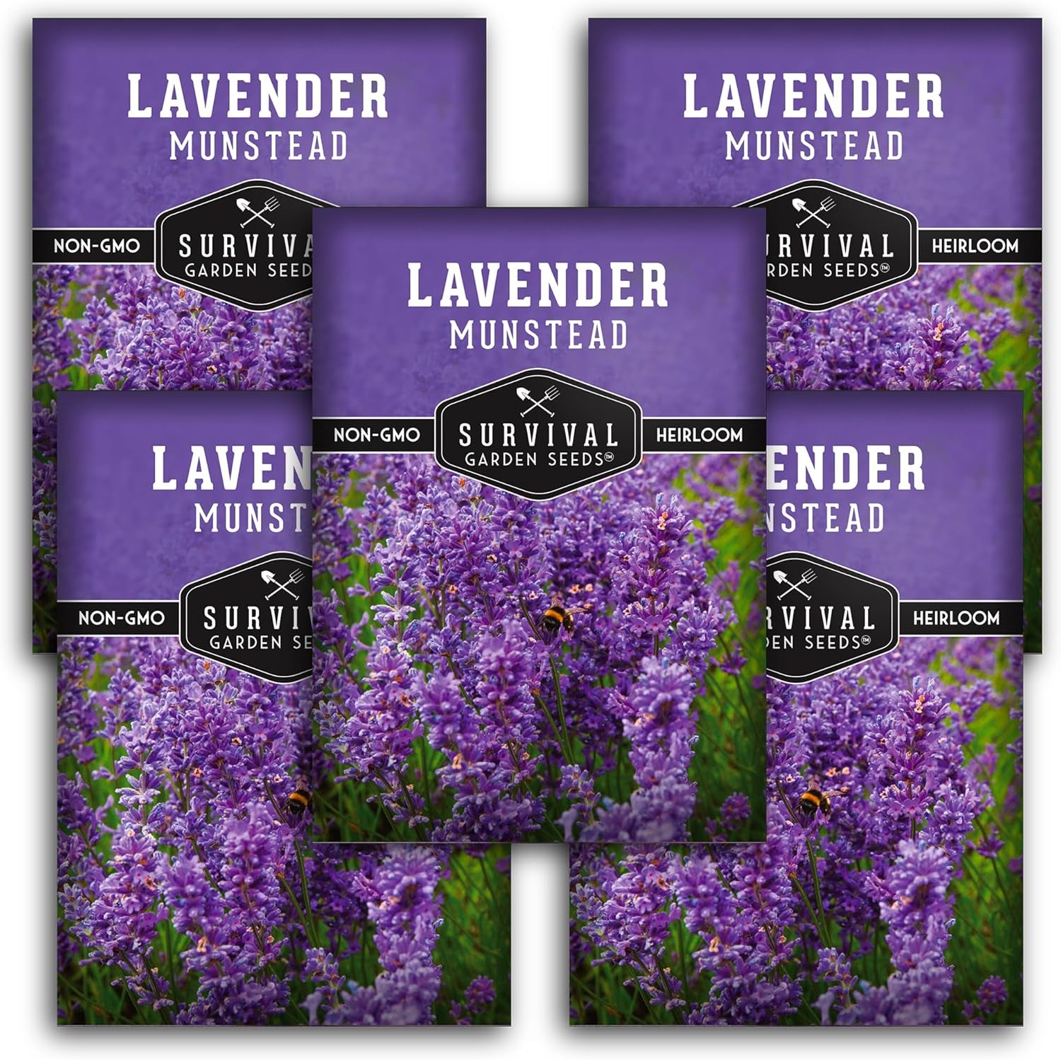 Munstead Lavender Seed for Planting - 1 Packet with Instructions to Plant & Grow Compact Dwarf Lavandula Angustifolia Bushes in Your Home Garden - Non-Gmo Heirloom Variety - TLBH