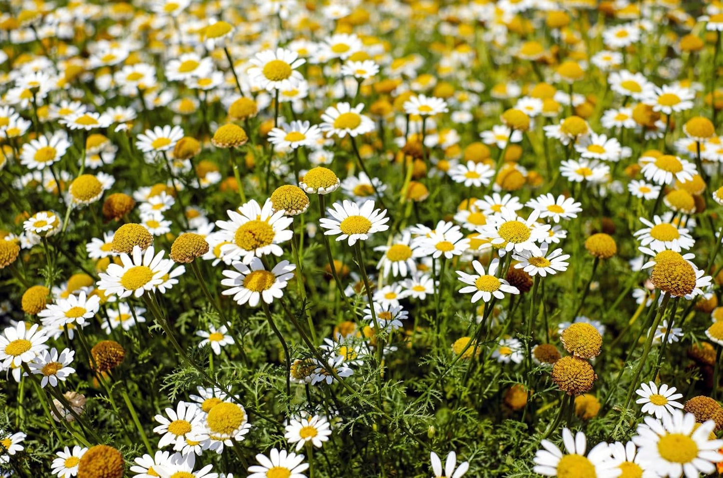 Common German Chamomile Flower/Herb Seeds for Planting, 1000+ Seeds per Packet, (), Non GMO & Heirloom Seeds, Botanical Name: Matricaria Chamomilla, Great Herb Garden Gift TLBH