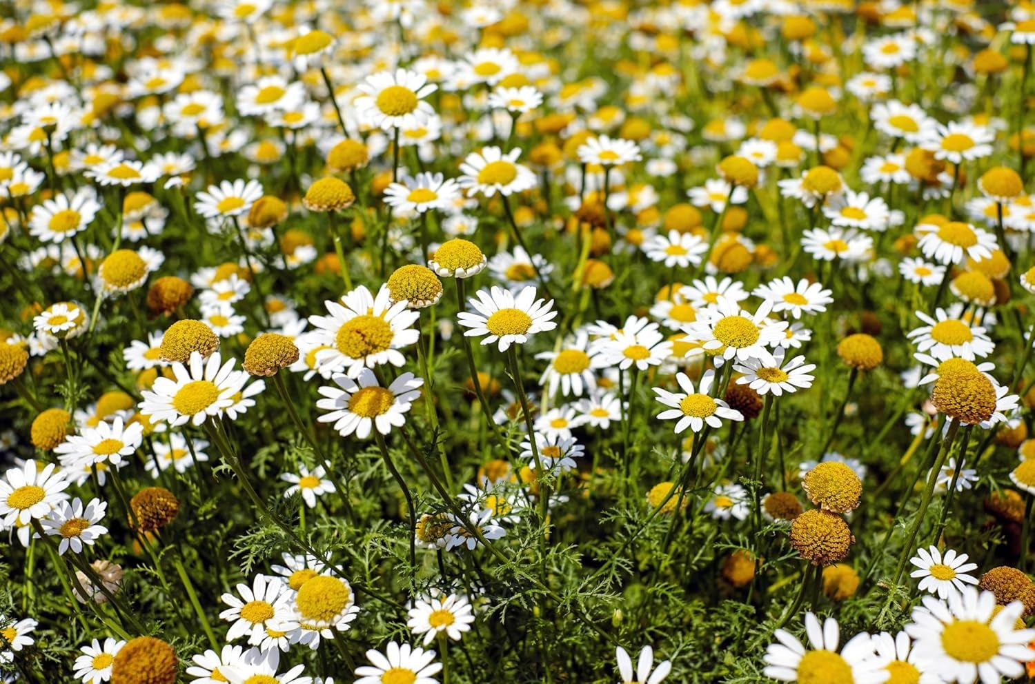 Common German Chamomile Flower/Herb Seeds for Planting, 1000+ Seeds per Packet, (), Non GMO & Heirloom Seeds, Botanical Name: Matricaria Chamomilla, Great Herb Garden Gift TLBH