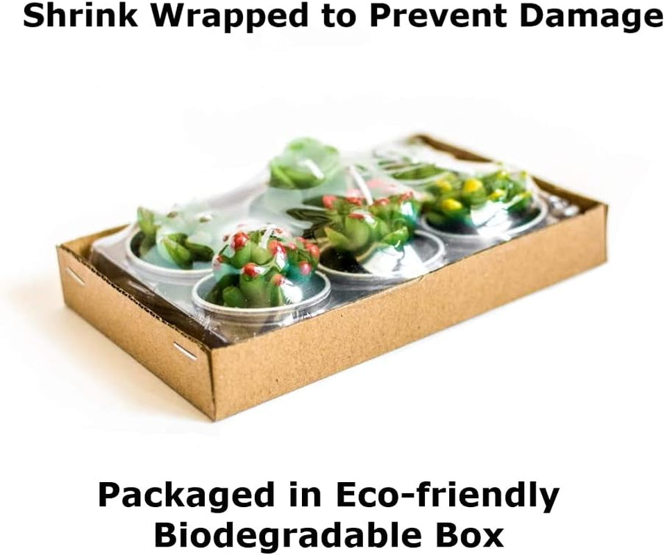 Cactus Tealight Candles, Unscented Decoration Tea Lights Candle, for Decor, Party Favors, Wedding, Baby, and Bridal Shower (12 Pieces)