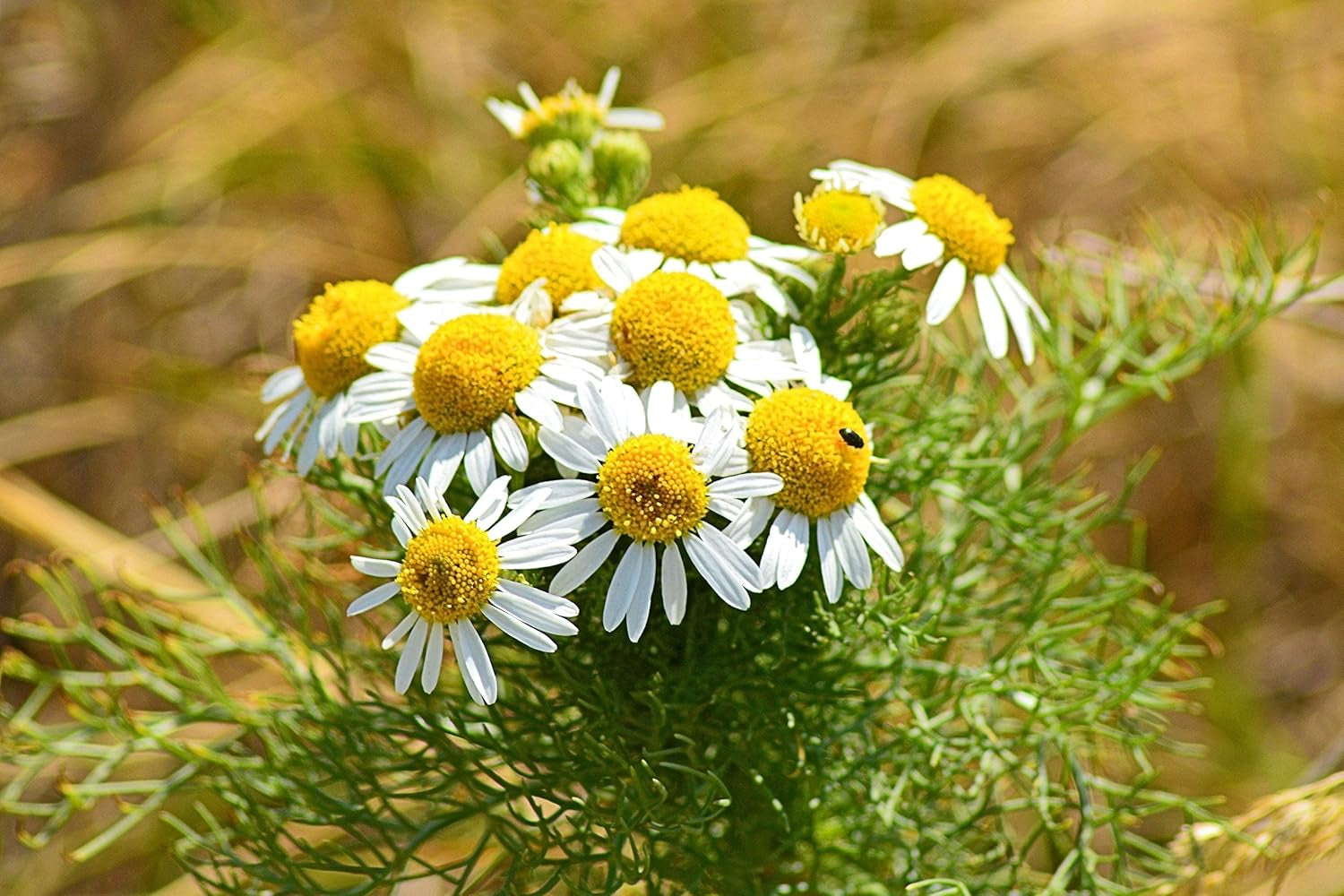 Seeds German Chamomile - Matricaria Chamomilla - 2500 Seeds Heirloom Herbs - GMO Free TLBH