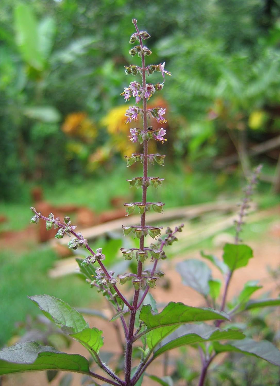 100+ Krishna Tulsi Holy Basil Seeds Red Leaf Indian Sacred Red Leaf Herb Tulasi Thulasi Shayam Heirloom Non-Gmo Fragrant Grown in USA TLBH