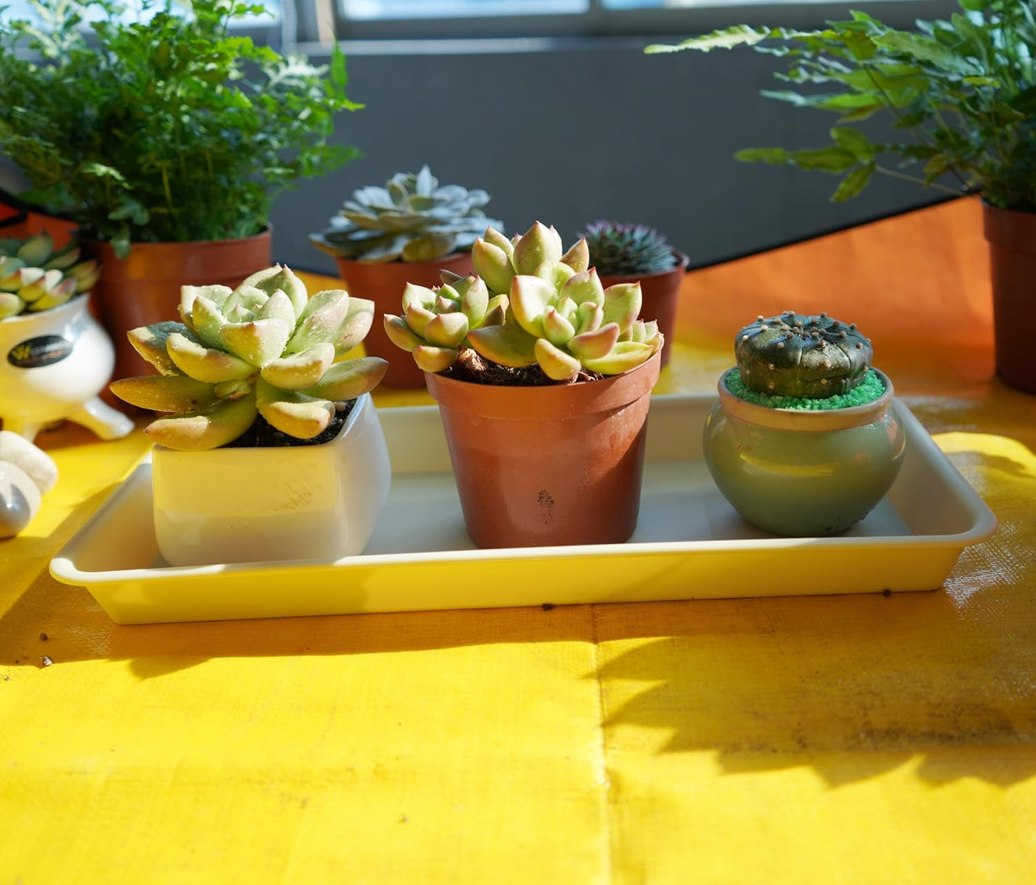 6 Pack of Plastic Plant Tray Saucer Rectangular 11 Inch, Plant Trays Saucers for Indoors Outdoor, Plant Water Drip Tray for Flower Pot Planter, Windowsill Plant Tray (6 X 10'', Beige)
