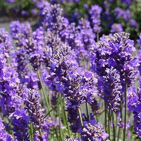 - Lavender (Lavandula Angustifolia) - Packet of 100 Seeds TLBH