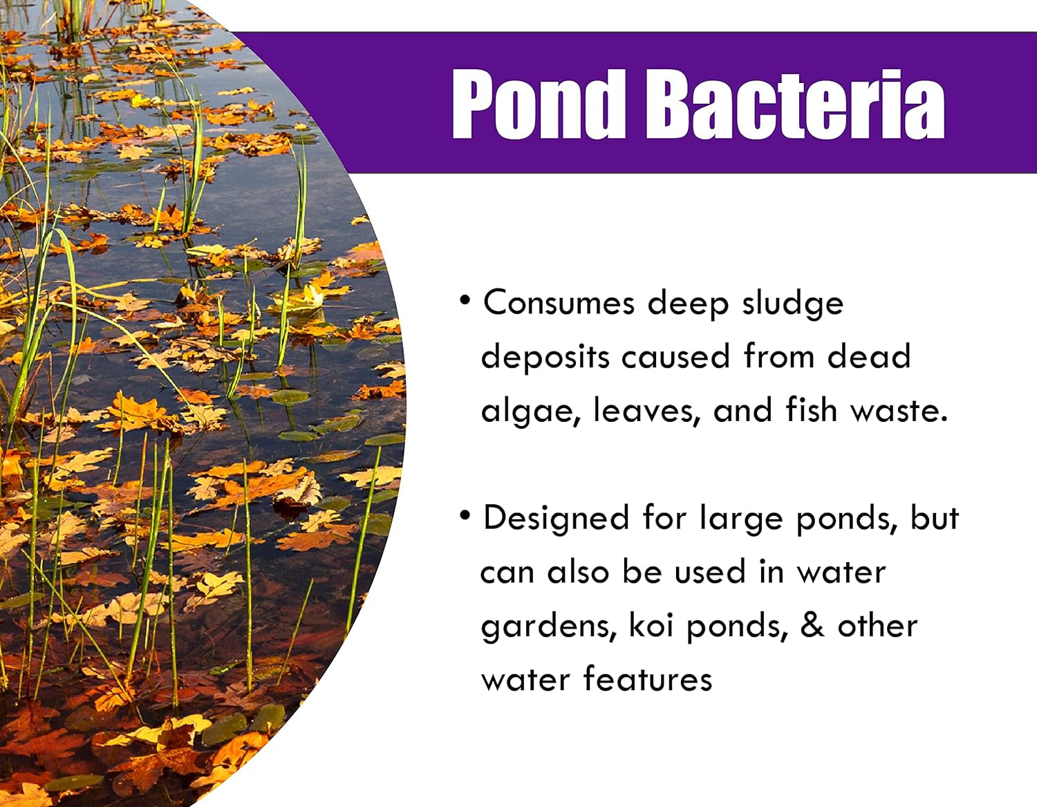 Pondworx Pond Bacteria - Concentrated & Formulated for Large Ponds, Water Features - Safe for Koi - 32Ounes & Treats up to a Quarter Acre Pond
