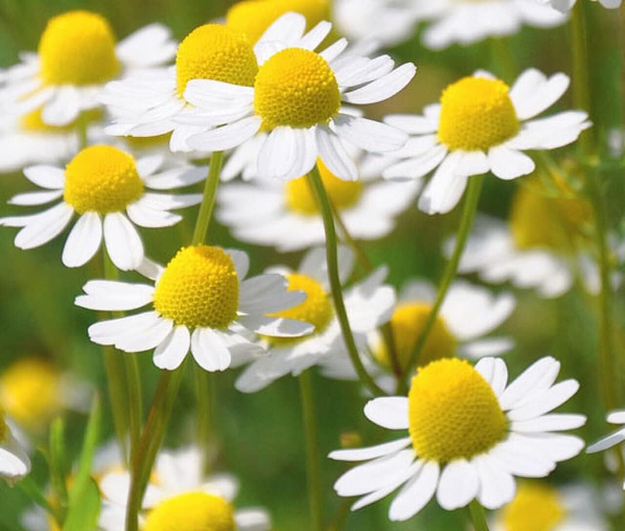 Seeds German Chamomile - Matricaria Chamomilla - 2500 Seeds Heirloom Herbs - GMO Free TLBH