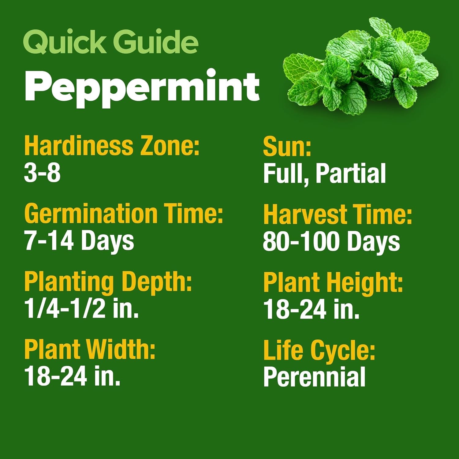 Peppermint Seeds 2 Pack (Mentha × Piperita) – 4,740 Non-Gmo, Heirloom Mint Seeds for Planting. Grow Peppermint Plants in Your Kitchen Garden or Plant Them Outdoors for a Lush Herb Garden. TLBH