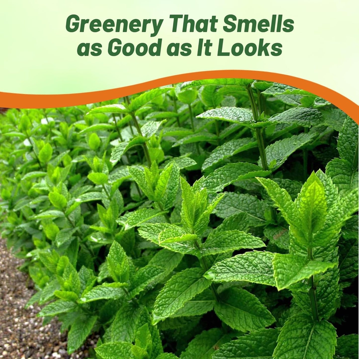 1000 Seeds Perennial Mentha Piperita Peppermint Herb Garden Seed for Planting TLBH