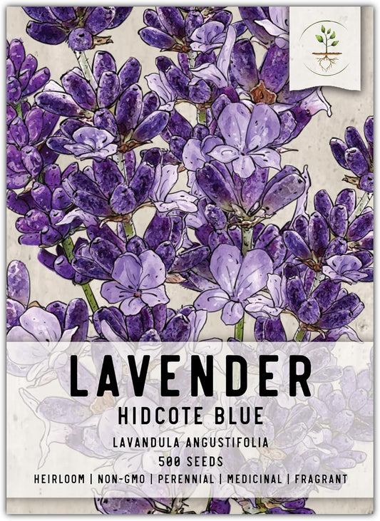 , Blue Hidcote Lavender Seeds - 500 Heirloom Seeds for Planting Lavandula Angustifolia - Fragrant Perennial Medicinal Herb for Outdoor Gardens (1 Pack) TLBH