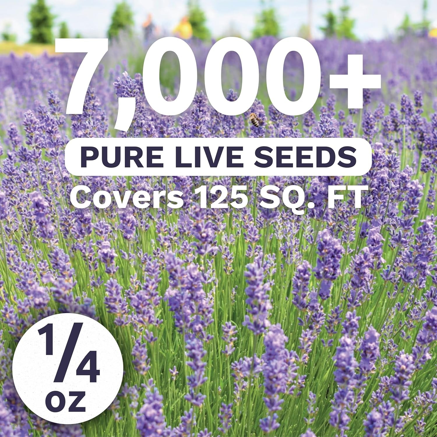 Lavender - Large 1/4 Ounce Packet - 7,000 Flower Seeds for Planting - Lavandula Angustifolia TLBH