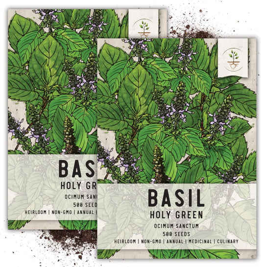 , Holy Basil Seeds - 500 Heirloom Seeds for Planting Ocimum Sanctum - Medicinal Tulsi Herb to Plant Indoors or Outdoors, Non-Gmo & Untreated (2 Packs) TLBH