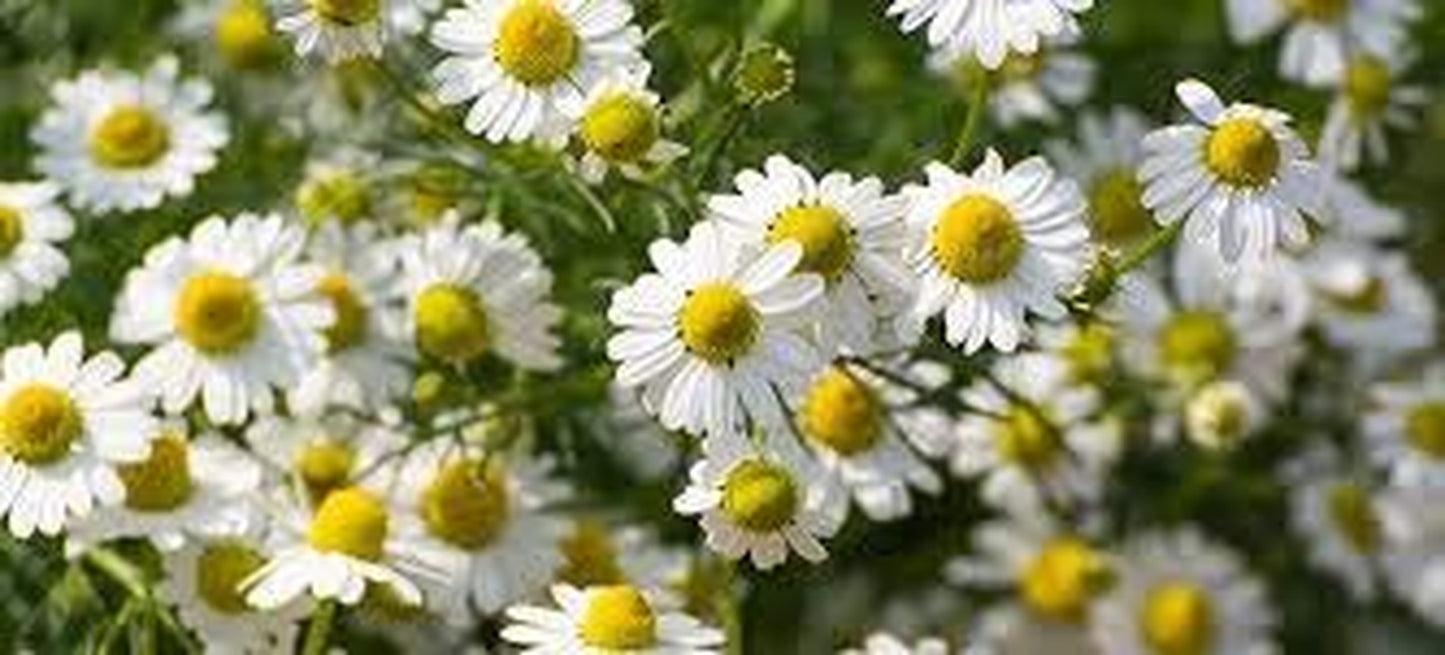 Wildcrafted German Chamomile Dried Powder 4Oz Matricaria Chamomilia Tea the Bloomin Herb Shoppe TLBH