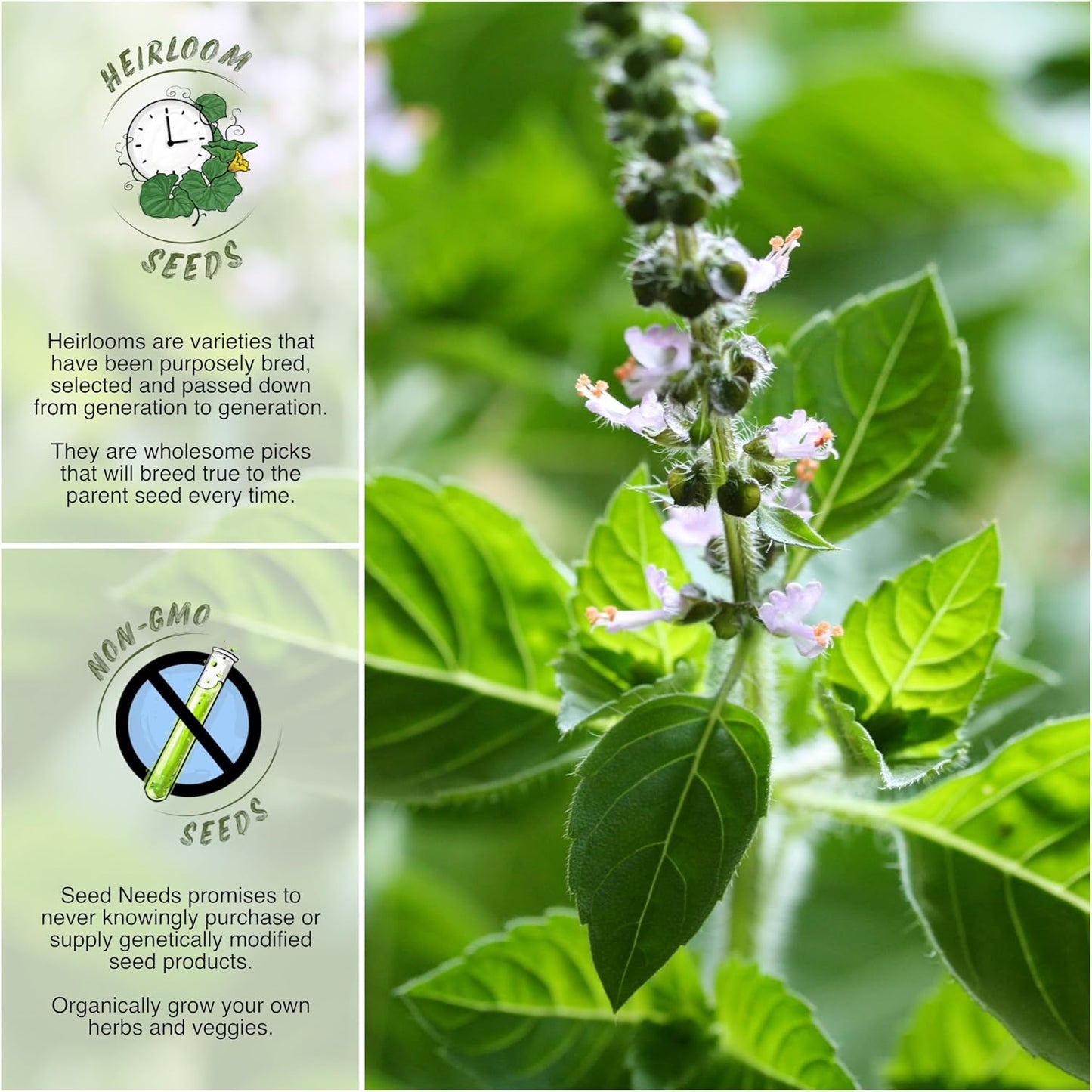 , Holy Basil Seeds - 500 Heirloom Seeds for Planting Ocimum Sanctum - Medicinal Tulsi Herb to Plant Indoors or Outdoors, Non-Gmo & Untreated (2 Packs) TLBH