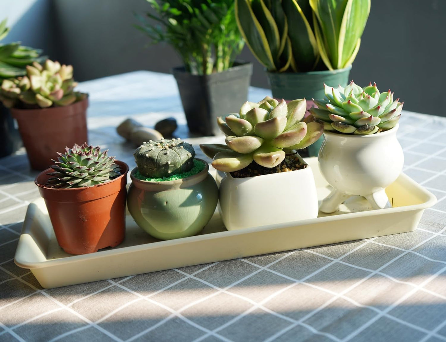 6 Pack of Plastic Plant Tray Saucer Rectangular 11 Inch, Plant Trays Saucers for Indoors Outdoor, Plant Water Drip Tray for Flower Pot Planter, Windowsill Plant Tray (6 X 10'', Beige)